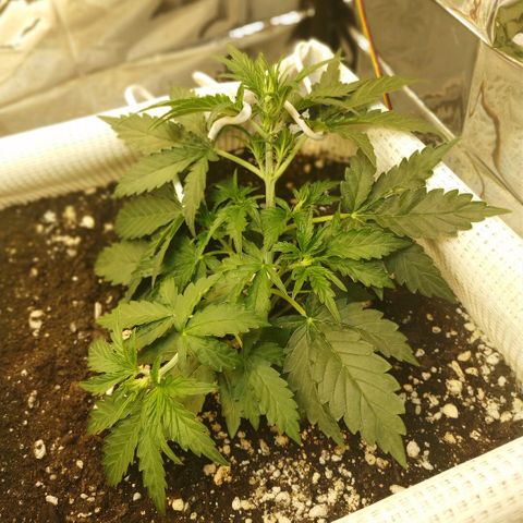North growlog timeline photo