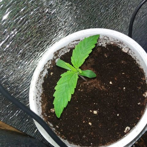 BW growlog timeline photo