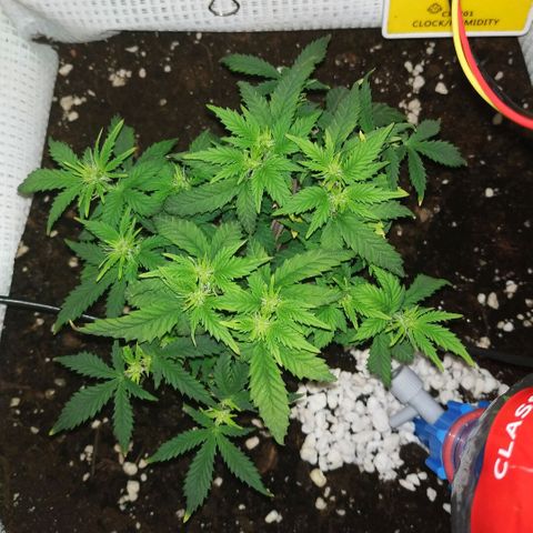 WW growlog timeline photo