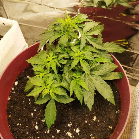 OG Kush Auto growlog timeline photo