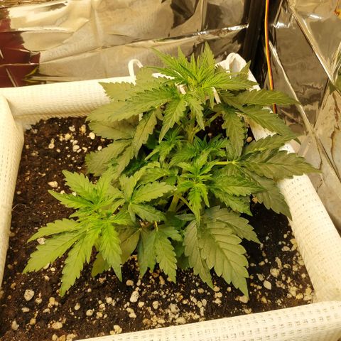 North growlog timeline photo