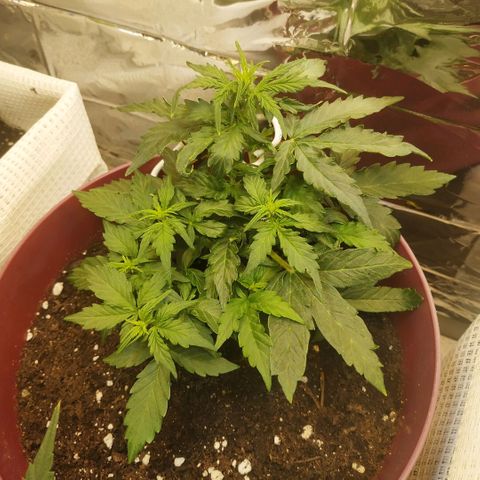 OG Kush Auto growlog timeline photo