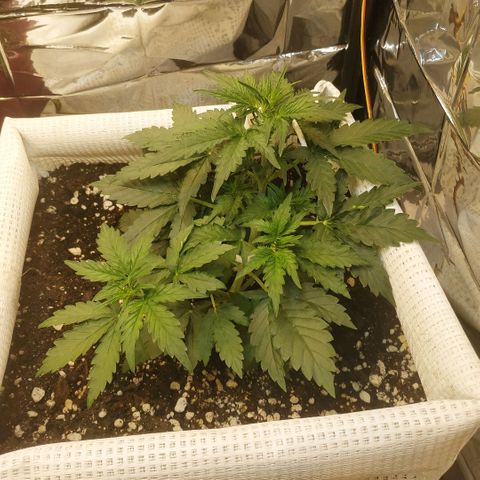 North growlog timeline photo