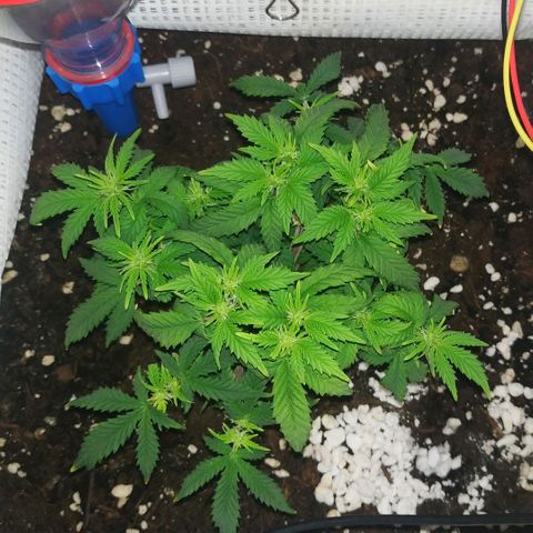WW growlog timeline photo