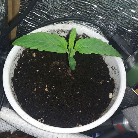 BW growlog timeline photo