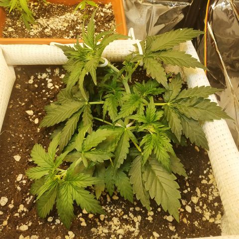 North growlog timeline photo