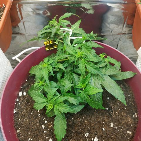 OG Kush Auto growlog timeline photo