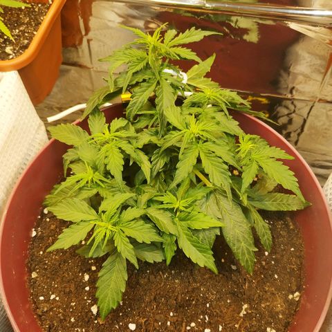 OG Kush Auto growlog timeline photo