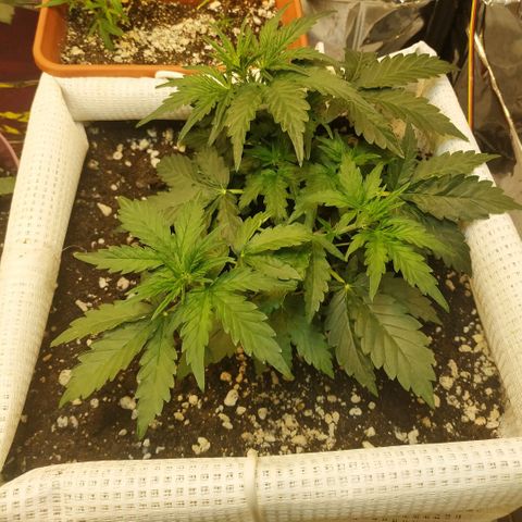 North growlog timeline photo