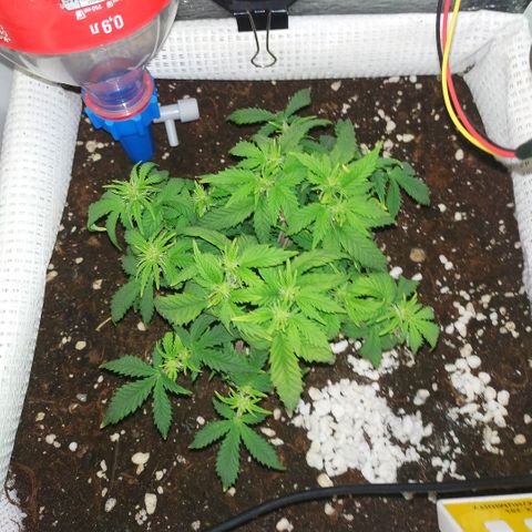 WW growlog timeline photo