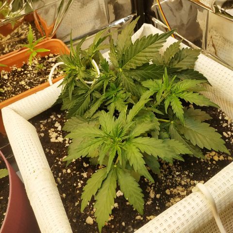 North growlog timeline photo