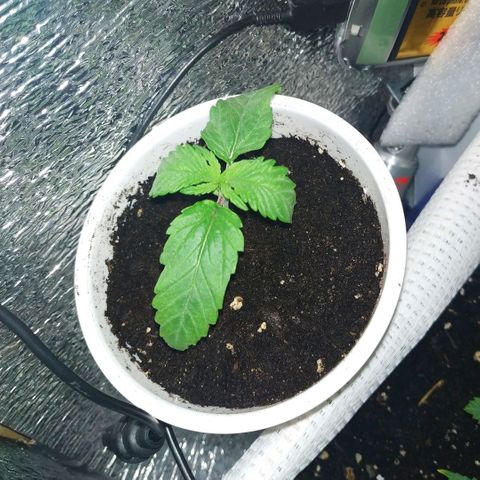 BW growlog timeline photo