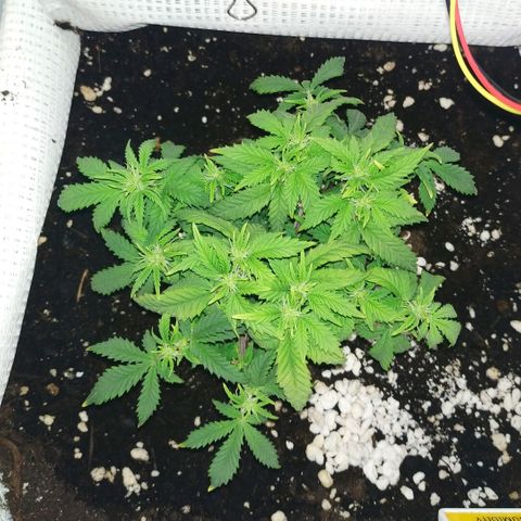 WW growlog timeline photo