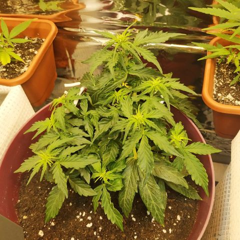 OG Kush Auto growlog timeline photo