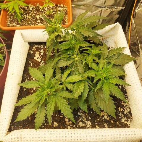 North growlog timeline photo