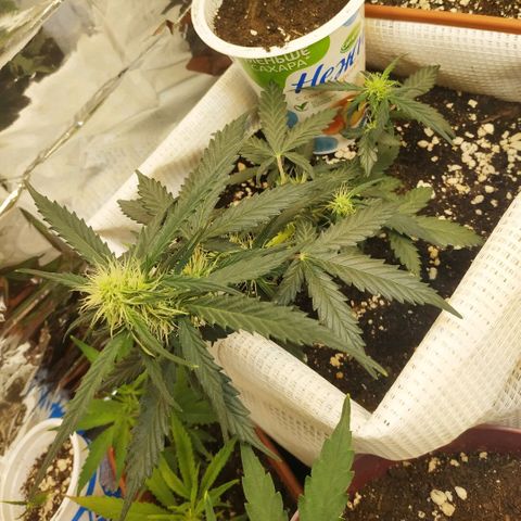AK 49 #2 growlog timeline photo