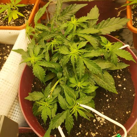 OG Kush Auto growlog timeline photo