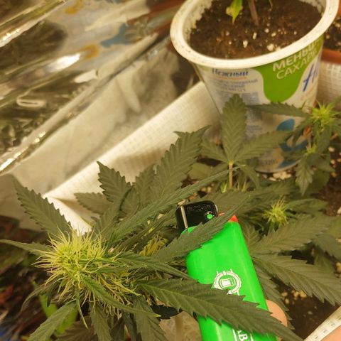 AK 49 #2 growlog timeline photo