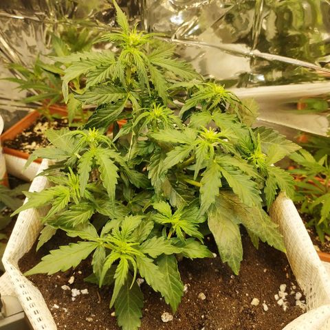 OG Kush Auto growlog timeline photo
