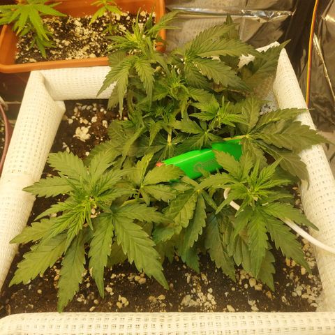 North growlog timeline photo