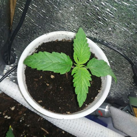 BW growlog timeline photo