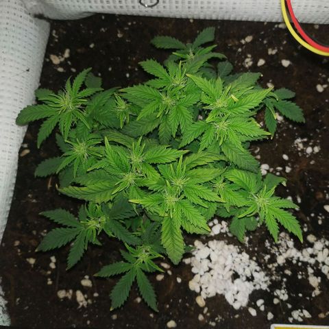 WW growlog timeline photo