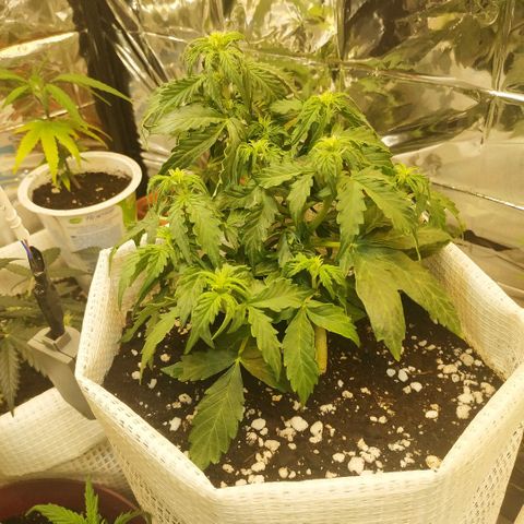 OG Kush Auto growlog timeline photo