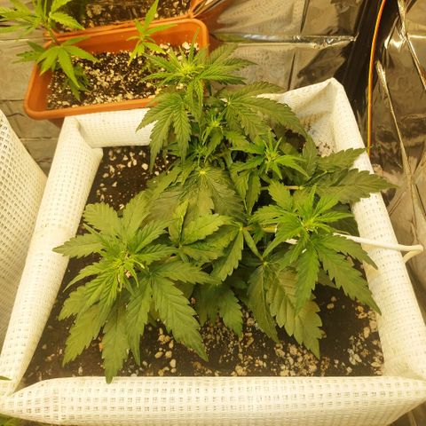 North growlog timeline photo