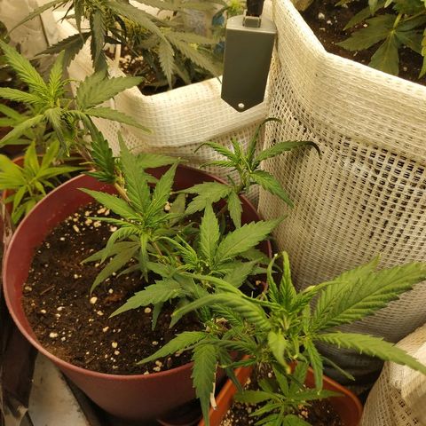 Lemon Haze Clone 1 growlog timeline photo