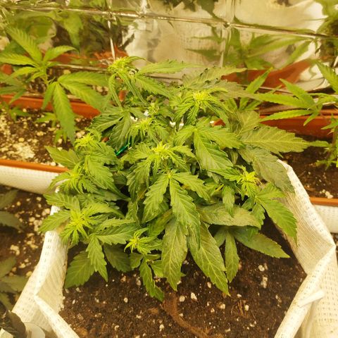 OG Kush Auto growlog timeline photo
