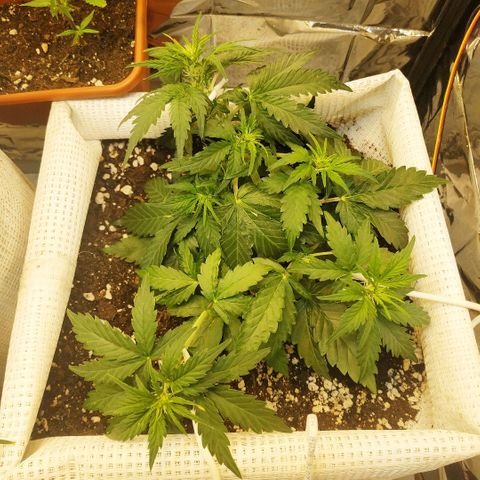 North growlog timeline photo