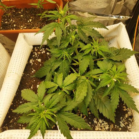 North growlog timeline photo