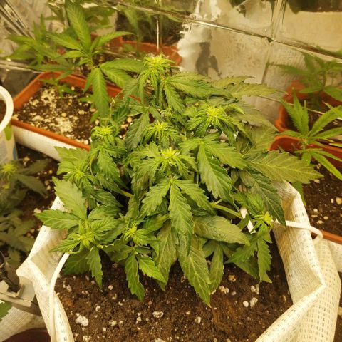OG Kush Auto growlog timeline photo