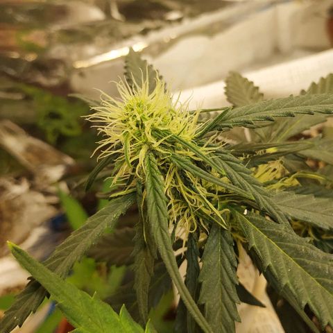 AK 49 #2 growlog timeline photo