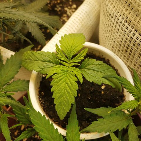 BW growlog timeline photo
