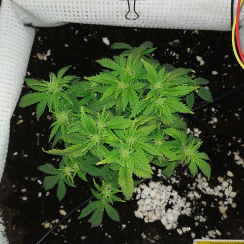 WW growlog timeline photo