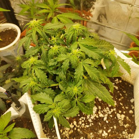 OG Kush Auto growlog timeline photo