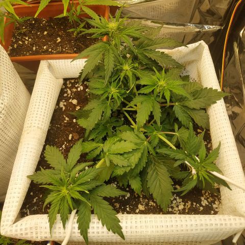 North growlog timeline photo