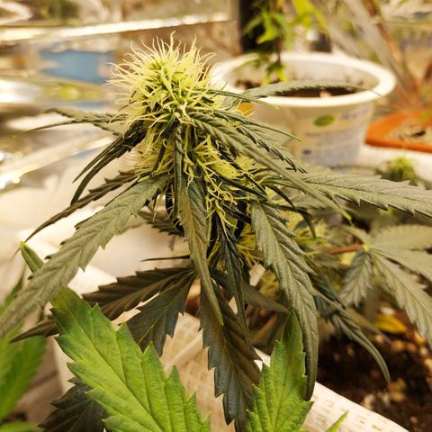 AK 49 #2 growlog timeline photo