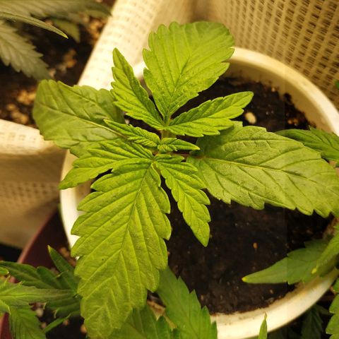 BW growlog timeline photo