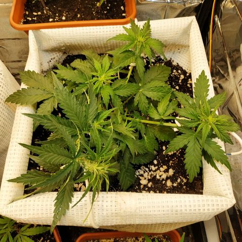 North growlog timeline photo