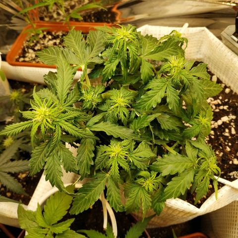 OG Kush Auto growlog timeline photo
