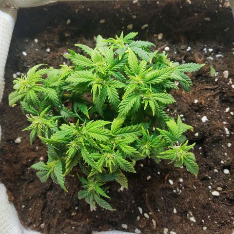 WW growlog timeline photo