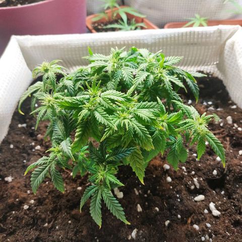 WW growlog timeline photo
