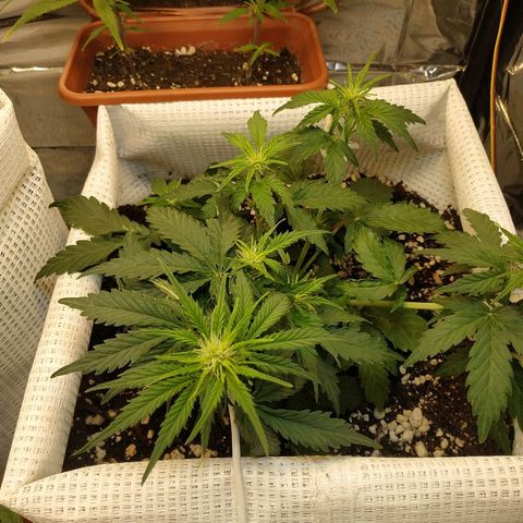 North growlog timeline photo