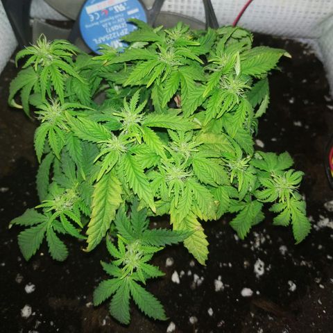 WW growlog timeline photo