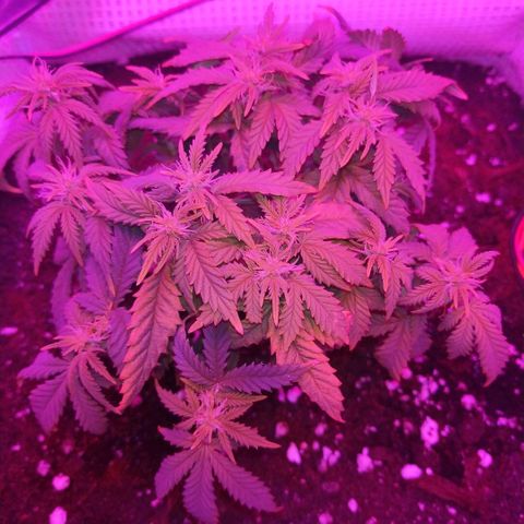 WW growlog timeline photo