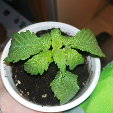 BW growlog timeline photo