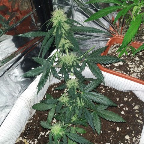 AK 49 #2 growlog timeline photo