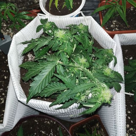 OG Kush Auto growlog timeline photo